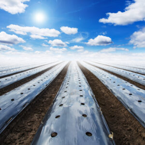 field-agriculture-mulching-film-protect-blue-sky-with-sun