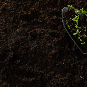 seedlings-are-ready-planting-small-green-plants-garden-shovel-with-space-text-planting-seeds-sprouts-open-ground