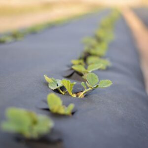 strawberry-plants-growing